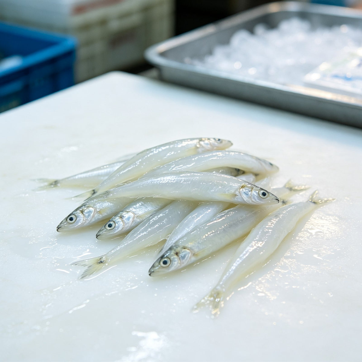 Premium Fresh Silver Fish Whitebait